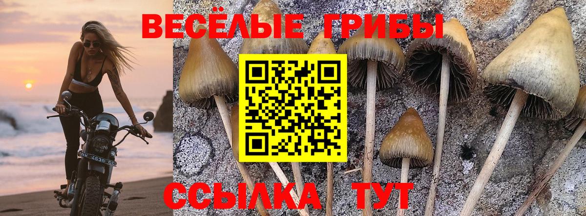 Псилоцибиновые грибы прущие грибы Тамбов
